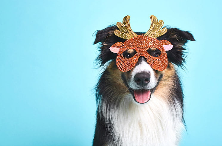 Un style littéraire qui a du chien